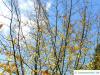 persian ironwood (Parrotia persica) treetop in winter