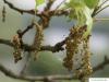 pin oak (Quercus palustis) flower