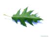 pin oak (Quercus palustis) leaf underside