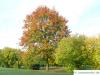 pin oak (Quercus palustis) tree in autumn