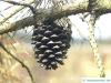 pitch pine (Pinus rigida) cone