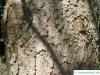 ponderosa pine (Pinus ponderosa) trunk / bark