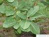 pontine oak (Quercus pontica) leaves