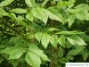 pumpkin ash (Fraxinus profunda) leaves in summer