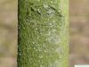 pumpkin ash (Fraxinus profunda) trunk / bark