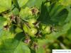 quebec hawthorn (Crataegus submollis) green fruits in summer