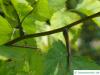 quebec hawthorn (Crataegus submollis) thorns
