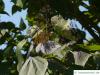 red-leaves catalpa (Catalpa erubescens 'Purpurea') leaves