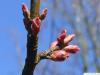 red maple (Acer rubrum) buds in spring