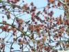 red maple (Acer rubrum) very conspicuous flowers