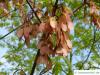 red maple (Acer rubrum) samaras