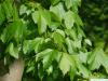 red maple (Acer rubrum) leaves