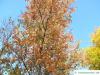 red maple (Acer rubrum) tree top in autumn
