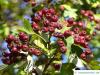 redthorn (Crataegus laevigata 'Paul’s Scarlet') fruits in autumn