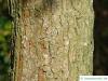 redthorn (Crataegus laevigata 'Paul’s Scarlet') trunk / bark