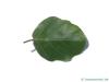 round-leaved beech (Fagus sylvatica 'Rotundifolia') leaf underside