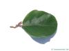 round-leaved beech (Fagus sylvatica 'Rotundifolia') leaf