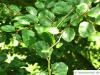 round-leaved beech (Fagus sylvatica 'Rotundifolia') leaves