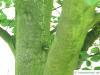 round-leaved beech (Fagus sylvatica 'Rotundifolia') trunk / bark