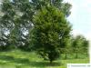 round-leaved beech (Fagus sylvatica 'Rotundifolia') tree in summer