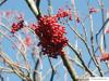 european Mountain ash (Sorbus aucuparia) fruit