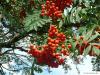 european Mountain ash (Sorbus aucuparia) fruits