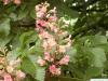 ruby horsechestnut (Aesculus carnea) flower