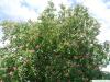 ruby horsechestnut (Aesculus carnea) flowers