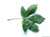 ruby horsechestnut (Aesculus carnea) leaf underside