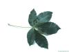 ruby horsechestnut (Aesculus carnea) leaf
