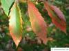 sawtooth oak (Quercus acutissima) autumn foliage