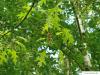 scarlet oak (Quercus coccinea) flowers