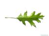 scarlet oak (Quercus coccinea) leaf underside