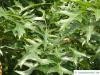 scarlet oak (Quercus coccinea) leaves in summer