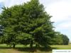 scarlet oak (Quercus coccinea) tree in summer