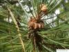 scotch pine (Pinus sylvestris) flower