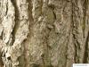 scotch pine (Pinus sylvestris) trunk