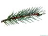 serbian spruce (Picea omorika) needles