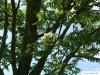 service tree (Sorbus domestica) flowers