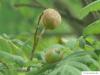 service tree (Sorbus domestica) fruit