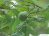 service tree (Sorbus domestica) fruit