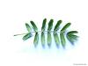 service tree (Sorbus domestica) leaf underside