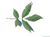 shagbark hickory (Carya ovata) leaf underside
