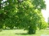 shagbark hickory (Carya ovata) leaves