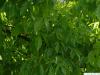 shagbark hickory (Carya ovata) leaves