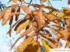 shingle oak  (Quercus imbricaria) foliage in autumn