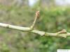 shingle oak  (Quercus imbricaria) axial buds