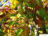 shumard oak (Quercus shumardii) in autumn