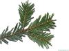 silver fir (Abies alba) needles underside