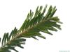 silver fir (Abies alba) needles